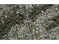 1C Moore Street, Hillcrest, Auckland - Carousel 1