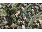 13 Netherton Street, New Windsor, Auckland - Carousel 1