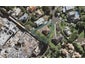 9 St Oswalds Road, Greenlane, Auckland - Carousel 1