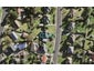 5 Sanft Avenue, Mount Roskill, Auckland - Carousel 1