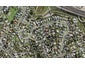 167 Methuen Road, New Windsor, Auckland - Carousel 1