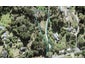 18A Hobbs Road, Matakatia, Whangaparaoa - Carousel 1