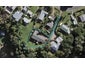15 Calais Terrace, Ostend, Waiheke Island - Carousel 1