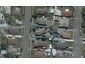 32 Denniston Crescent, Redwood, Christchurch - Carousel 1