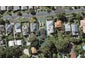 4/31 Ewen Alison Avenue, Devonport, Auckland - Carousel 1