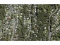 54 Woodfern Crescent, Titirangi, Auckland - Carousel 1