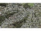 48 Moore Street, Hillcrest, Auckland - Carousel 1