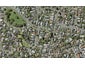 4 THE BOULEVARD, Sunnyhills, Auckland - Carousel 1