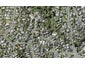 26 Montgomery Crescent, Cockle Bay, Auckland - Carousel 1