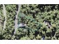 346 Forest Hill Road, Waiatarua, Auckland - Carousel 1