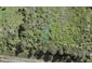 11 Te Uru Huarakau Lane, SWANSON - Carousel 1