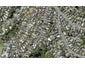 82 Allum Street, Kohimarama, Auckland - Carousel 1