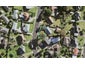 19A Sanft Avenue, Mount Roskill, Auckland - Carousel 1