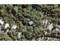 13 Rayner Road, Piha, Piha - Carousel 1