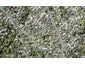 8 Liston Crescent, Cockle Bay, Auckland - Carousel 1