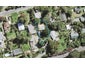 148 Victory Road, Laingholm, Auckland - Carousel 1