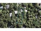 61 Warner Park Avenue, Laingholm, Auckland - Carousel 1