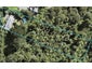 218 Shaw Road, Oratia, Auckland - Carousel 1