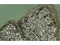 149A Lancaster Road, Beach Haven, Auckland - Carousel 1