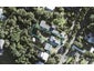 68 Domain Crescent, Waimauku - Carousel 1
