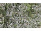 122 Rosier Road, Glen Eden, Auckland - Carousel 1