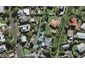 2 Hornes Lane, Onehunga, Auckland - Carousel 1