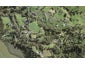 161 Barrett Road, Albany - Carousel 1