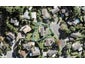 16 Clensmore Place, Torbay, Auckland - Carousel 1