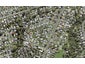 2/9 Paramu Avenue, Birkdale, Auckland - Carousel 1