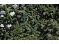 43 Te Aroha Avenue, Oneroa, Waiheke Island - Carousel 1