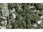 74 Shetland Street, Glen Eden, Auckland - Carousel 1