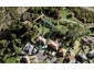 13 Hemington Street, Waterview, Auckland - Carousel 1