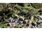 11 Hemington Street, Waterview, Auckland - Carousel 1