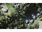 43 Pohutukawa Avenue, Shelly Park, Auckland - Carousel 1