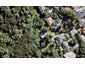 21 Arama Avenue, Titirangi, Auckland - Carousel 1