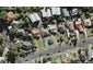 6 Tawariki Street, Ponsonby, Auckland - Carousel 1