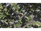 2/10 Roseman Avenue, Mount Roskill, Auckland - Carousel 1