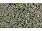31 Erima Avenue, Point England, Auckland - Carousel 1