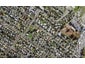 34 Oakley Avenue, Waterview, Auckland - Carousel 1