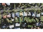 42 Mary Dreaver Street, New Windsor, Auckland - Carousel 1