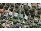 20D Acorn Street, Royal Oak, Auckland - Carousel 1