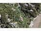 11 Herrings Cove Place, Titirangi, Auckland - Carousel 1
