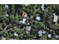 12 Glen Brook Road, Omiha, Waiheke Island - Carousel 1