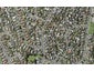 132C Bradbury Road, Botany Downs, Auckland - Carousel 1
