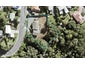 2 Cochrane Avenue, Arkles Bay, Whangaparaoa - Carousel 1