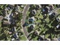 15B Kallu Crescent, Mount Roskill, Auckland - Carousel 1
