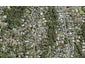 73 Daffodil Street, Titirangi, Auckland - Carousel 1
