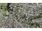 71 Edmund Street, St Heliers, Auckland - Carousel 1