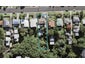 13 Fordham Street, Beach Haven, Auckland - Carousel 1