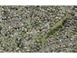14A Rena Place, West Harbour, Auckland - Carousel 1